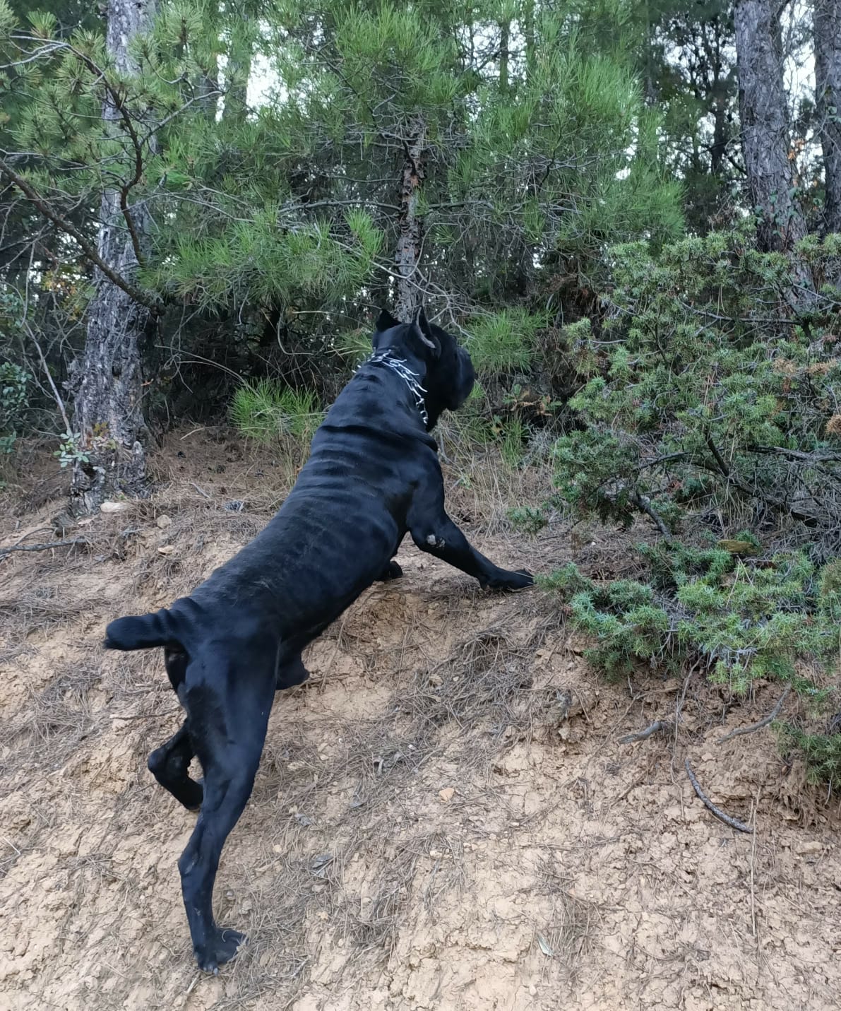 Zet adlı cane corso köpeğin görseli
