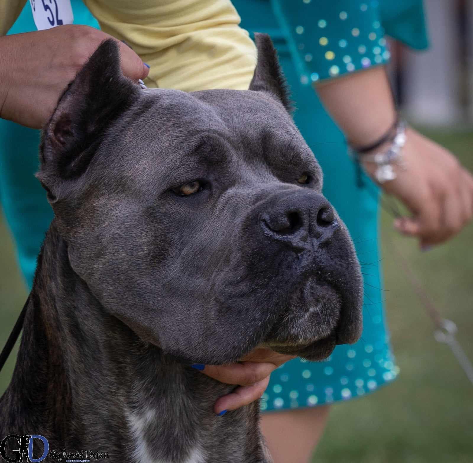Canis Ex Animo Crixus adlı cane corso köpeğin görseli