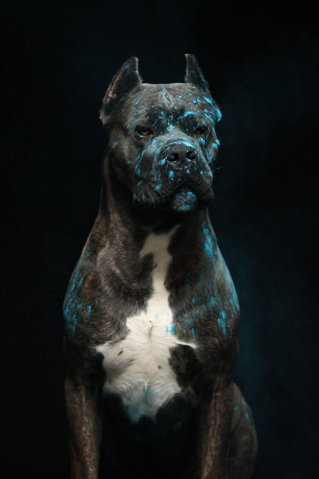 Canis Ex Animo Crixus adlı cane corso köpeğin görseli