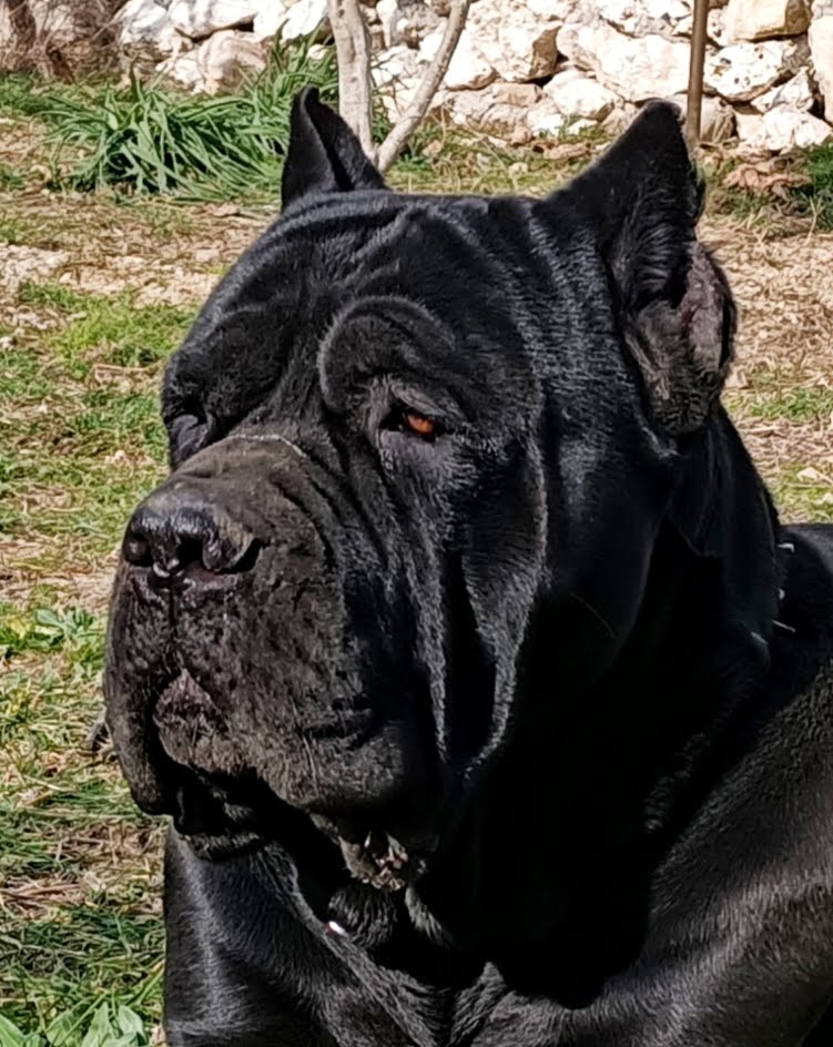 Cane Corso Apartman Dairesinde Yaşayabilir mi?