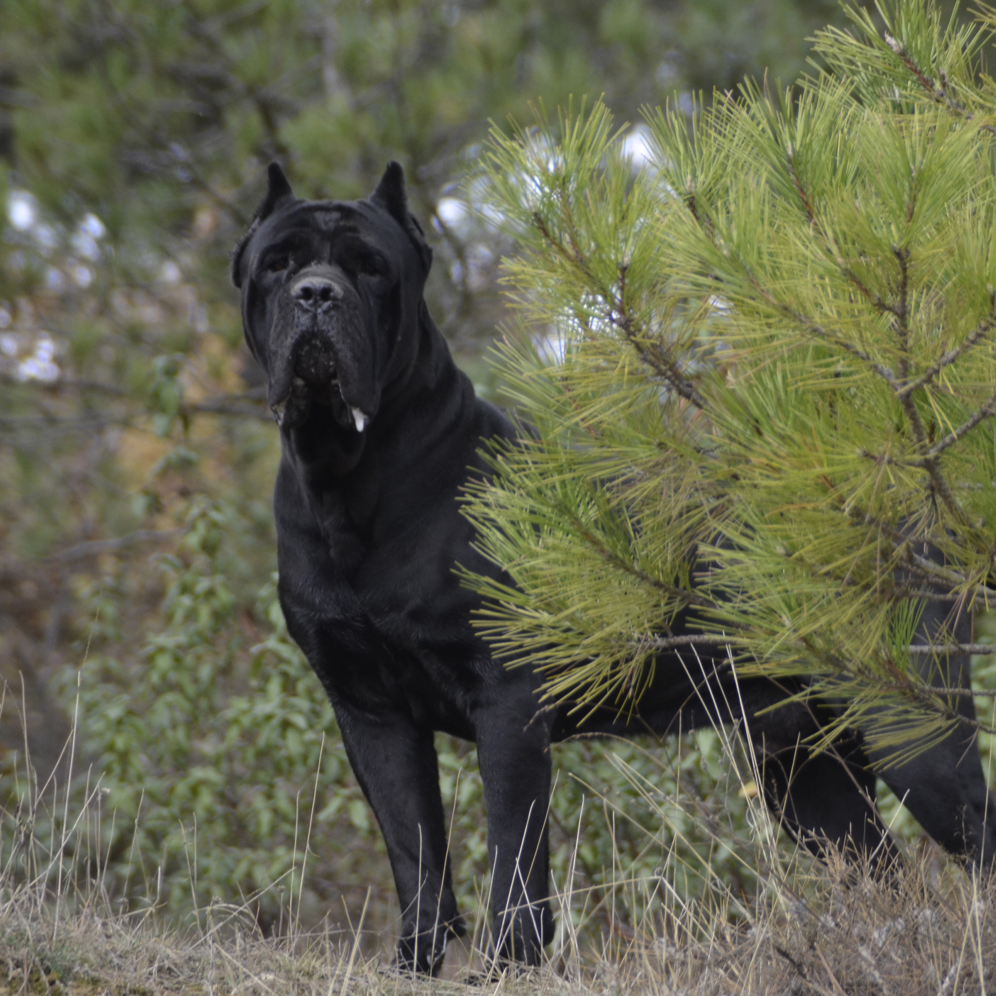 Zet adlı cane corso köpeğin görseli