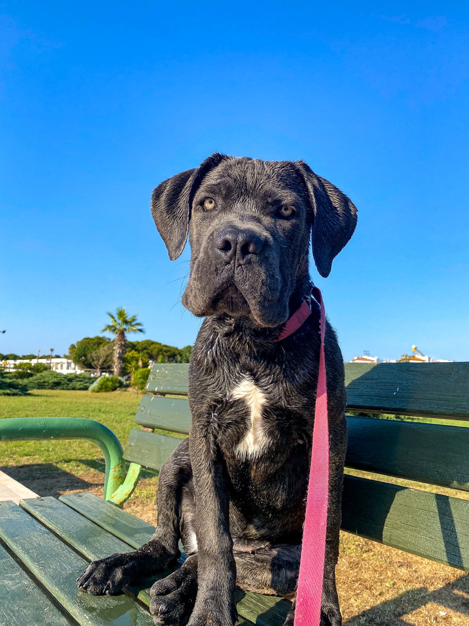 Alagesia Casa Kovac adlı cane corso köpeğin görseli