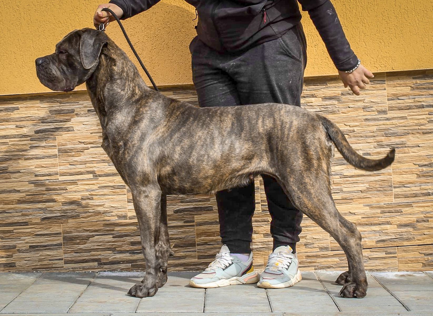 Alagesia Casa Kovac adlı cane corso köpeğin görseli