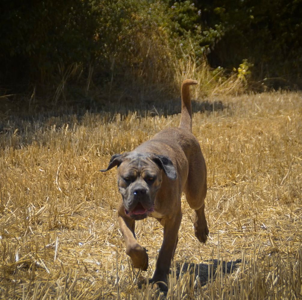 Coachella Eppur Si Muove adlı cane corso köpeğin görseli