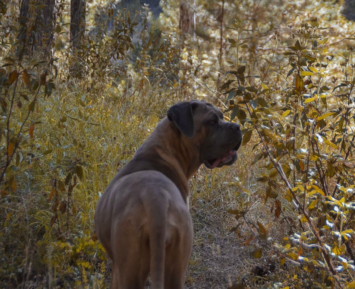 Coachella Eppur Si Muove adlı cane corso köpeğin görseli