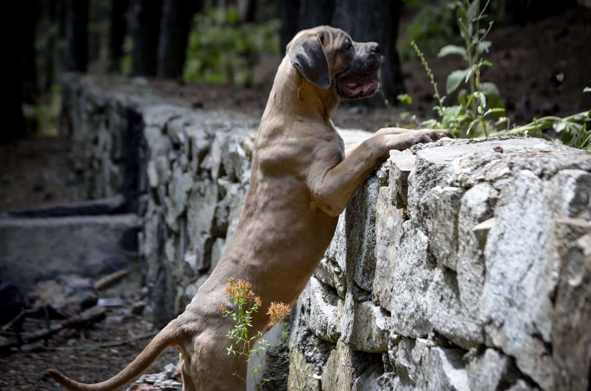Coachella Eppur Si Muove adlı cane corso köpeğin görseli