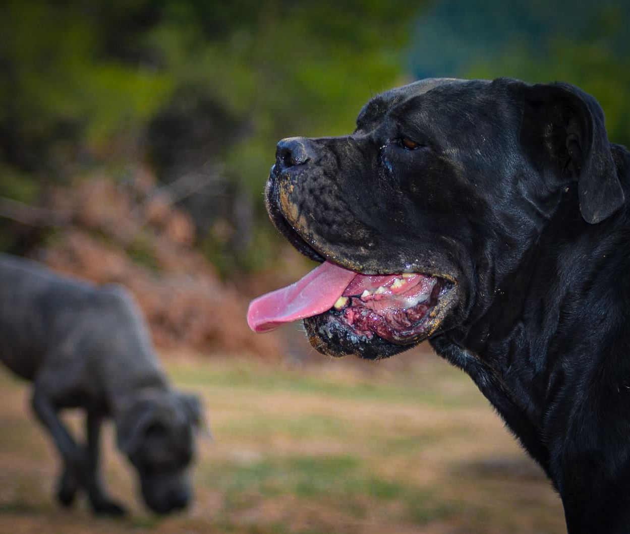 Panamera The From Drina Hill adlı cane corso köpeğin görseli