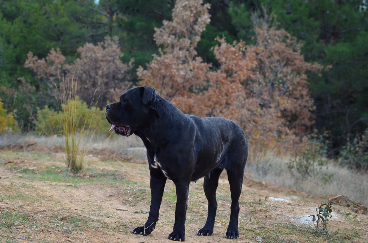 Panamera The From Drina Hill adlı cane corso köpeğin görseli