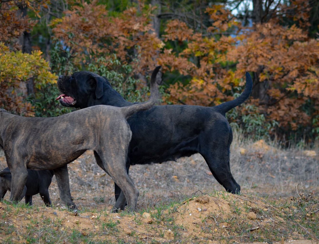 Panamera The From Drina Hill adlı cane corso köpeğin görseli