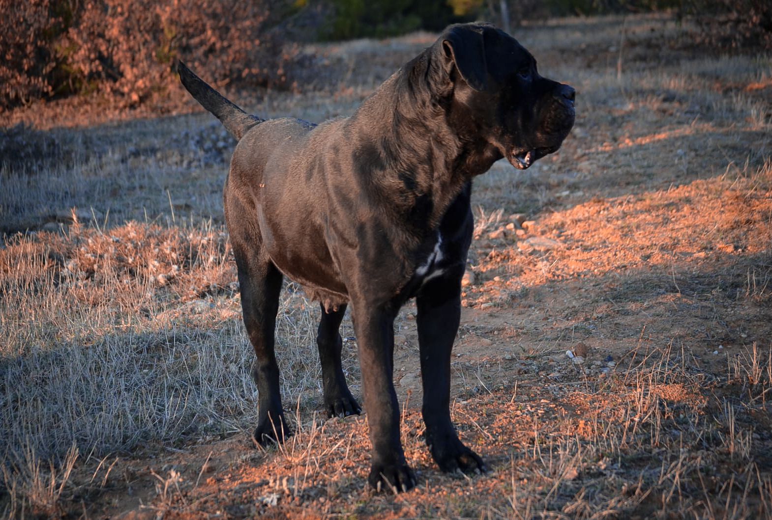 Panamera The From Drina Hill adlı cane corso köpeğin görseli