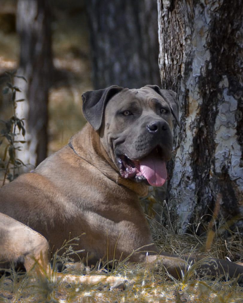 Charizrd Eppur Si Muove adlı cane corso köpeğin görseli