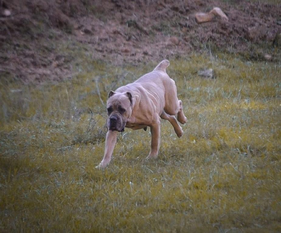 Ava adlı cane corso köpeğin görseli