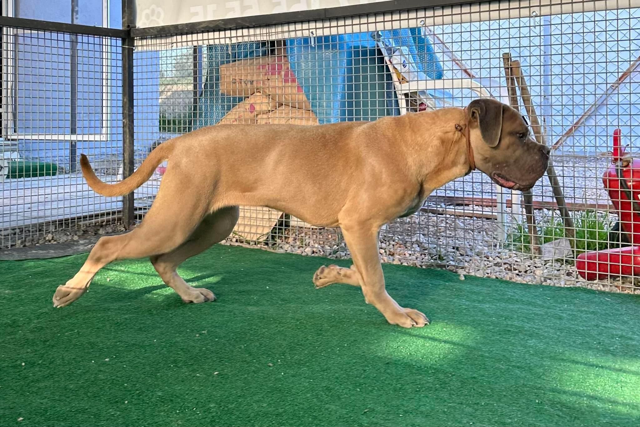 Coachella Eppur Si Muove adlı cane corso köpeğin görseli