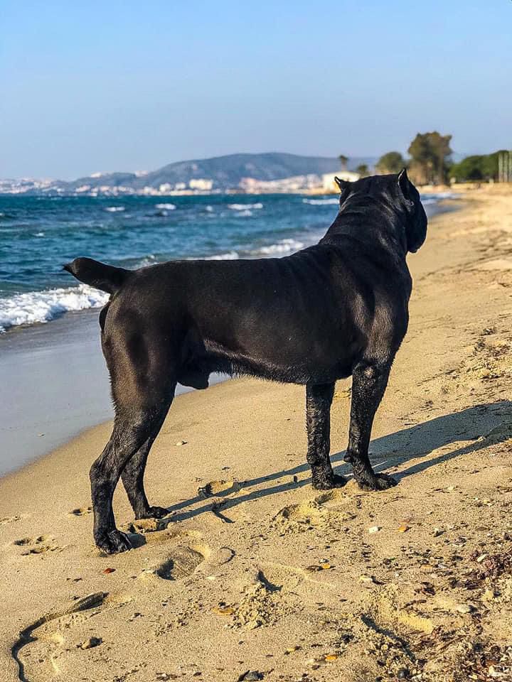 Zet adlı cane corso köpeğin görseli
