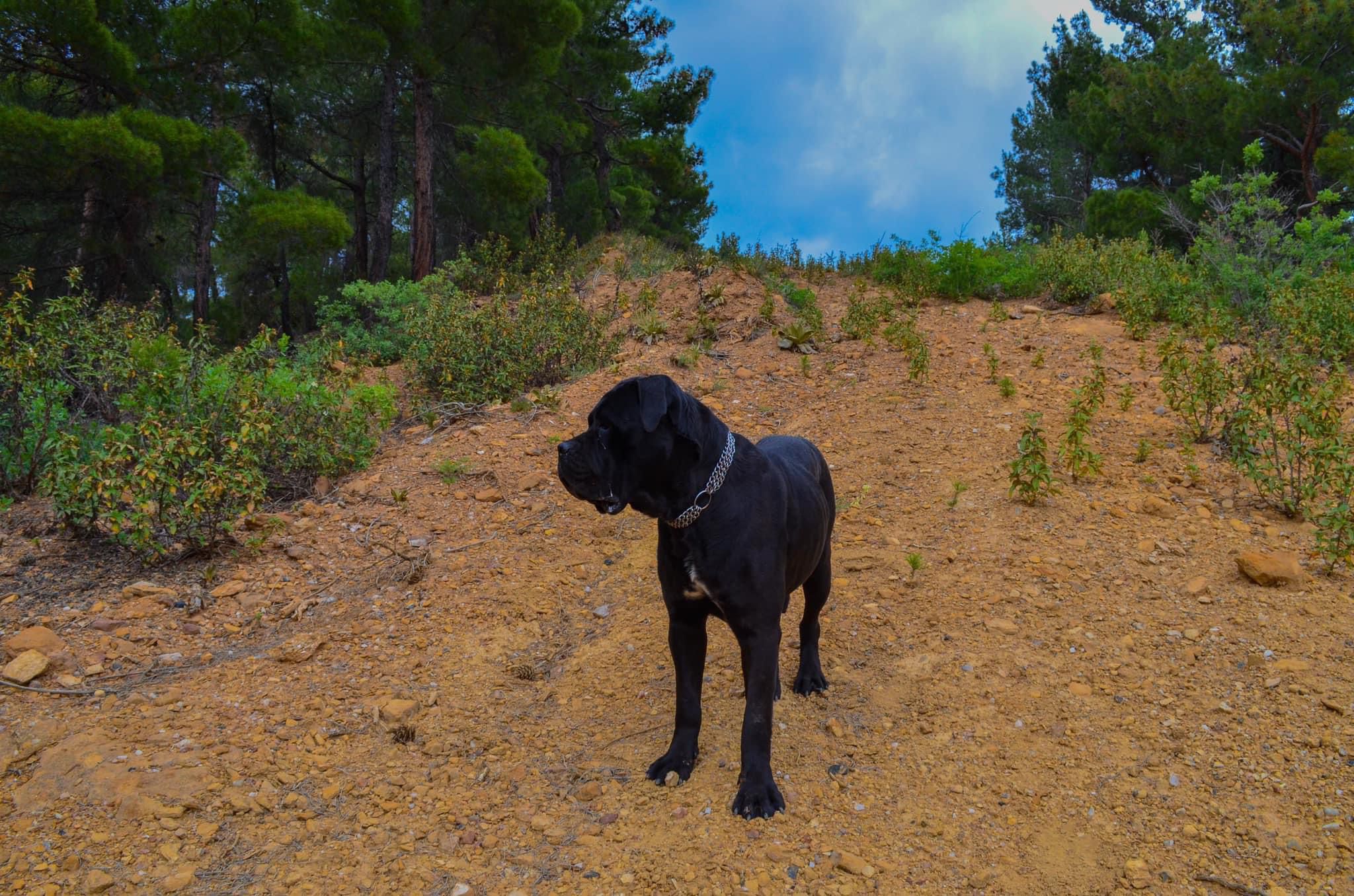 Panamera The From Drina Hill adlı cane corso köpeğin görseli