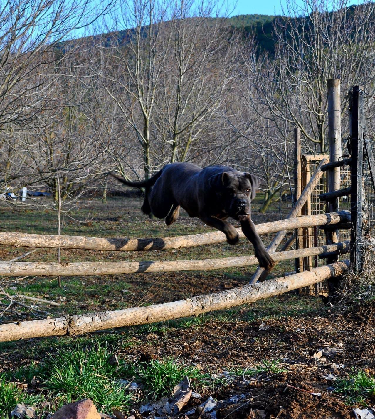 Alagesia Casa Kovac adlı cane corso köpeğin görseli