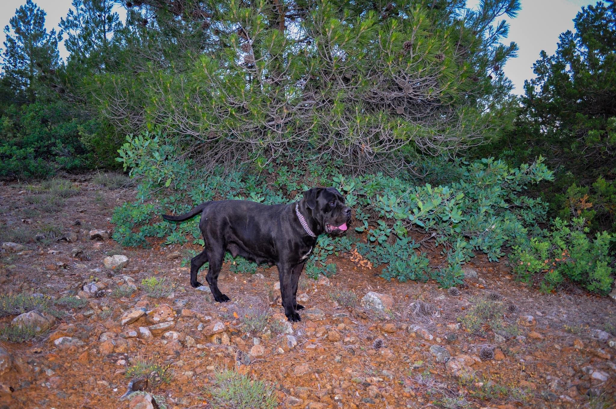 Panamera The From Drina Hill adlı cane corso köpeğin görseli