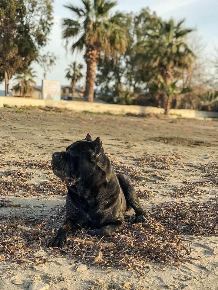 Zet adlı cane corso köpeğin görseli