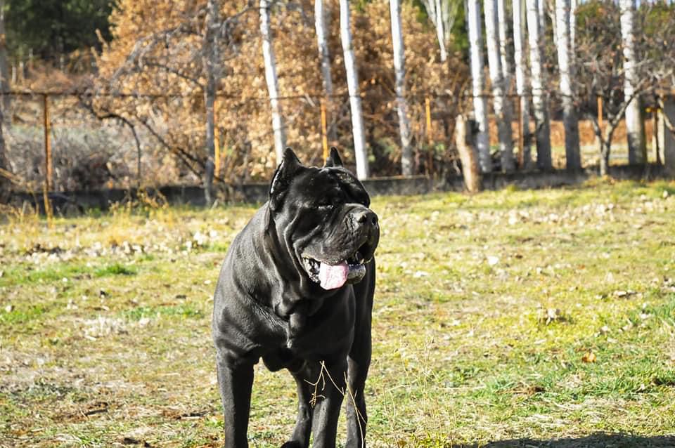Zet adlı cane corso köpeğin görseli
