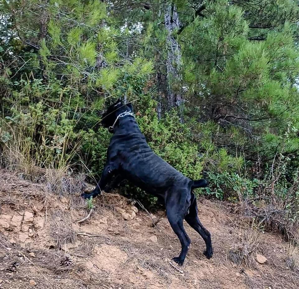 Zet adlı cane corso köpeğin görseli