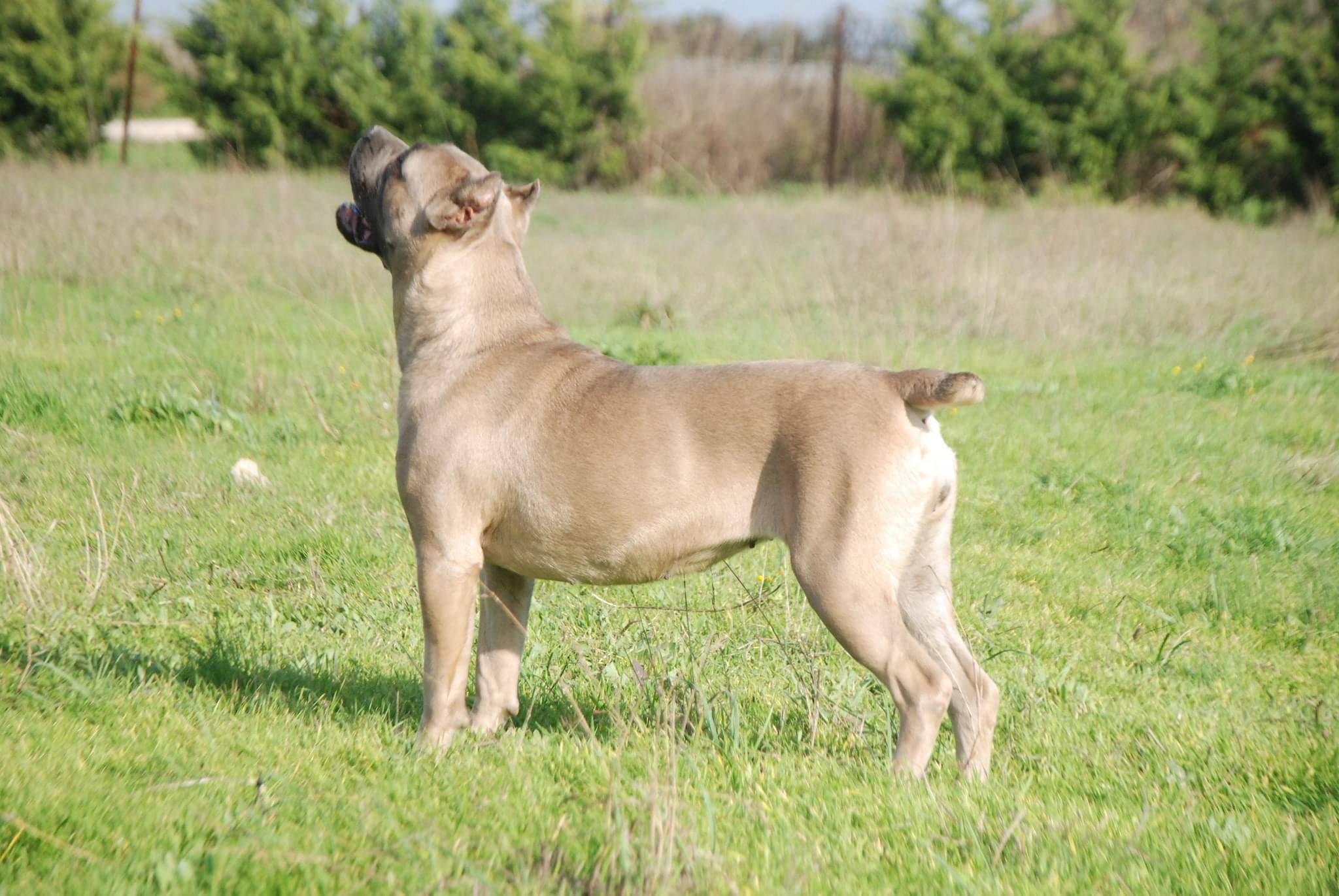 Ava adlı cane corso köpeğin görseli