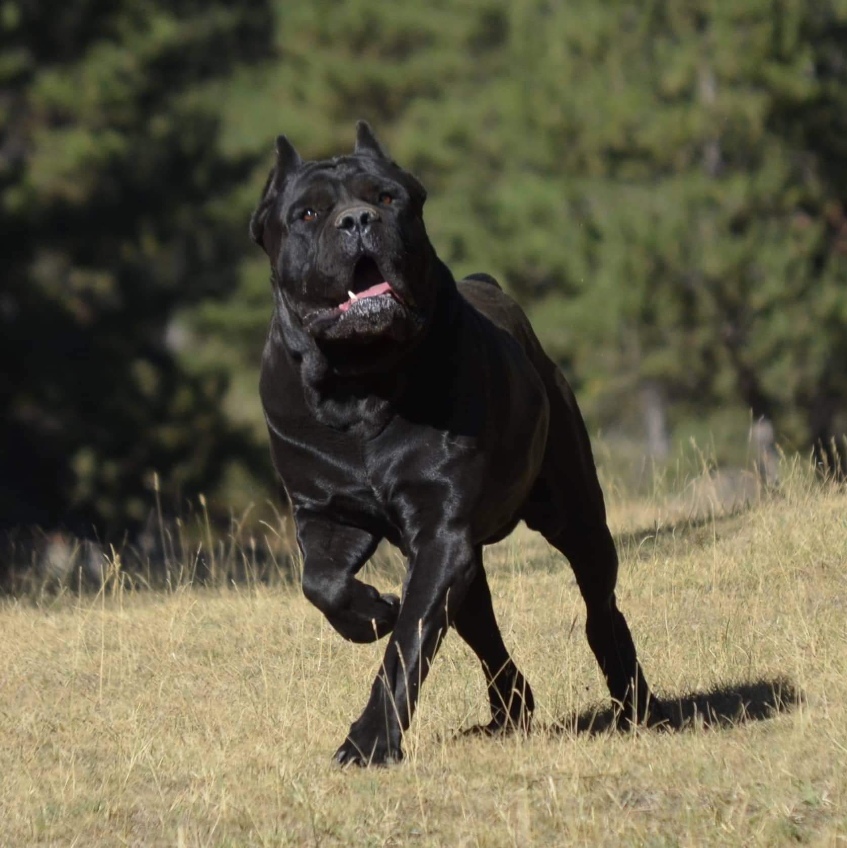 Zet adlı cane corso köpeğin görseli